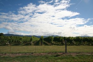 Vineyards driving through Marlborough