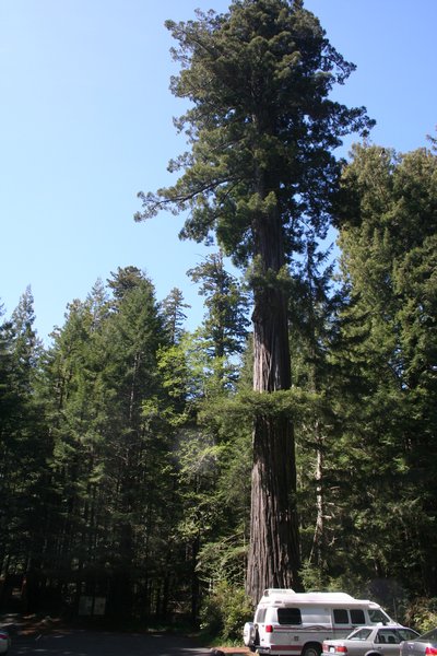 Now thats a tall tree
