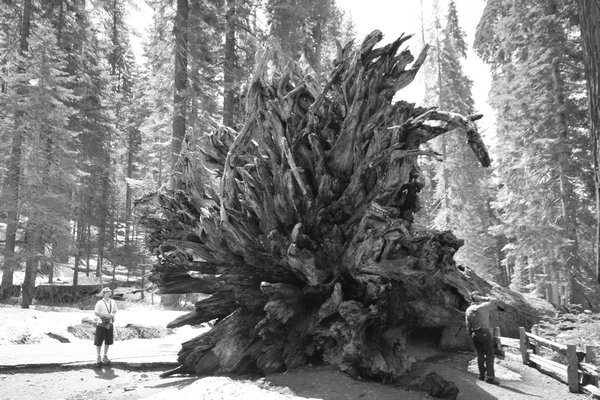 Billy standing next to a fallen Giant Sequoia