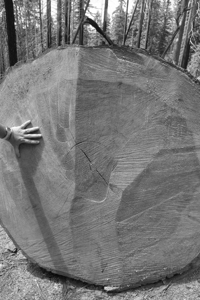 The trunk of a Giant Sequoia