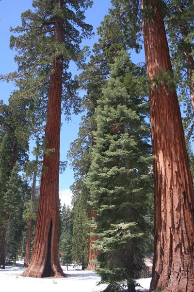 More Giant Sequoia