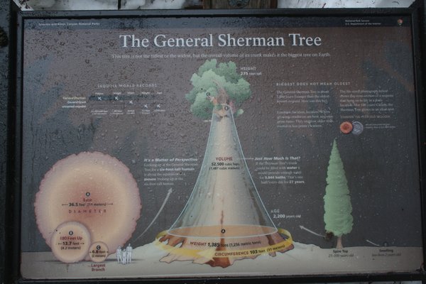 A better description of the big tree