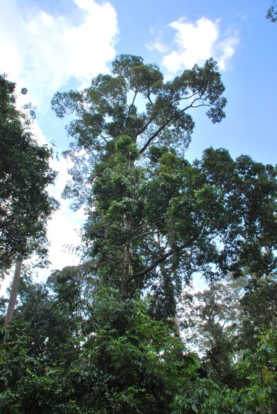 Sepilok Orang-Utan Rehabilitation Centre