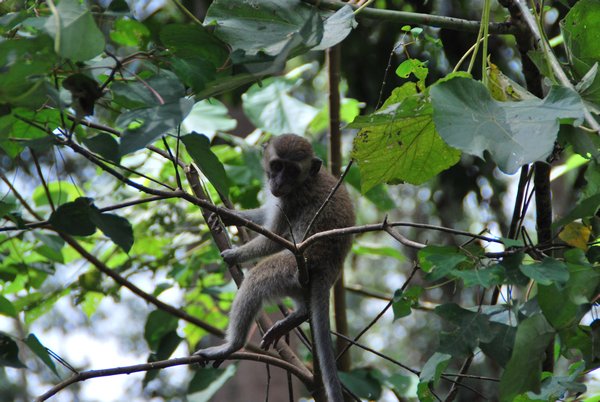 Sepilok Orang-Utan Rehabilitation Centre