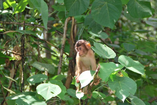 Sepilok Orang-Utan Rehabilitation Centre