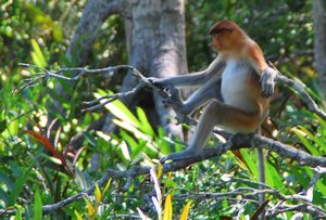 Proboscis Monkey Sanctuary 