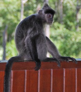 Proboscis Monkey Sanctuary 