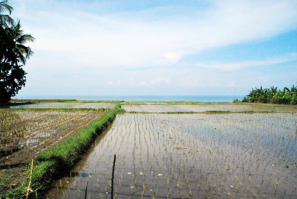 Rice Fields near the Sea