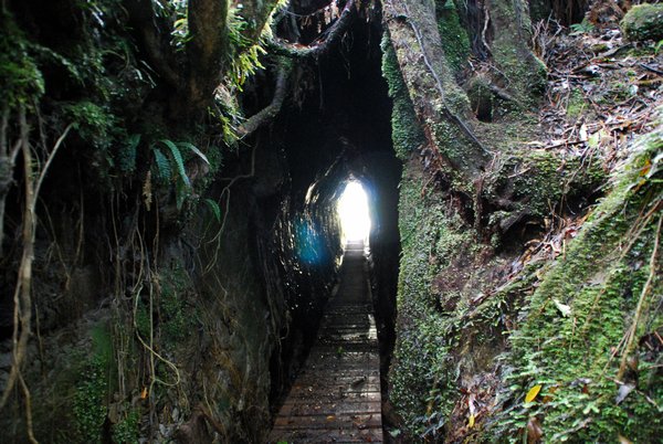 Forest Tunnel walk