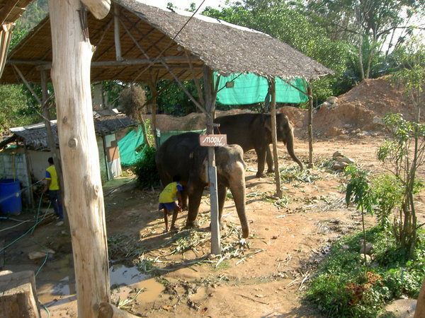 elephant farm