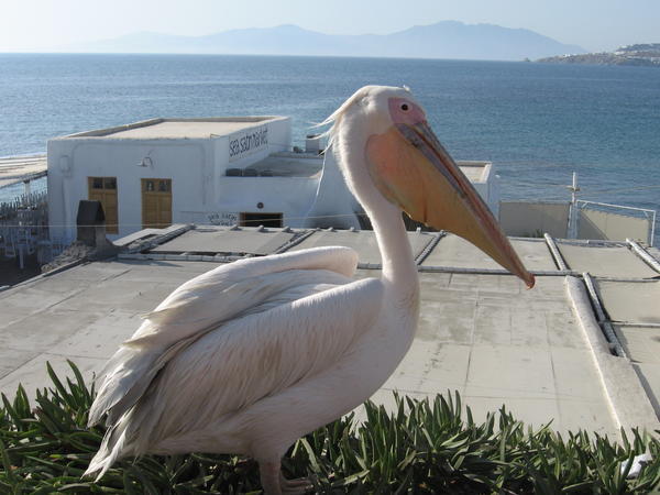 Yep, it's a pelican... no doubt about it