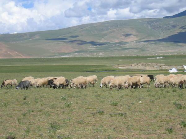 sheeps on plain