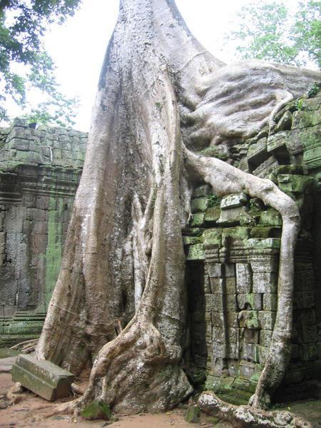 Giant tree root