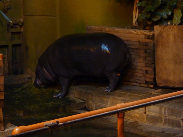 Pygmy Hippo!!!