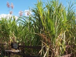 Sugar Cane Plants.