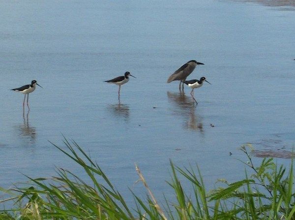 Kahuku-Fisher Birds on Acqua Farm.