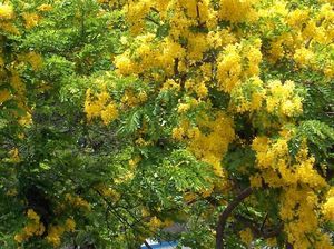 Yellow Shower Tree.