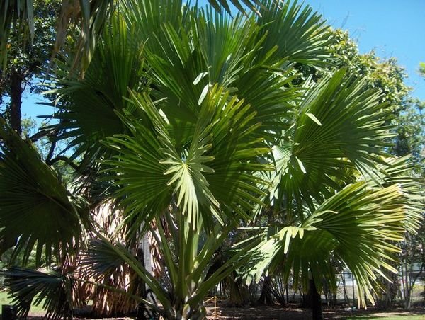 Large Palms