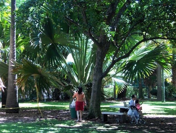 Large Palm and People