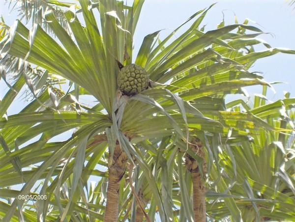 Pineapple Tree.