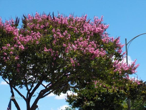 Lilac Colored Flower Tree.