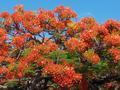 Red Flowered Tree. 