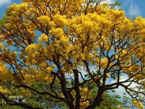 Golden Colored Flower Tree.