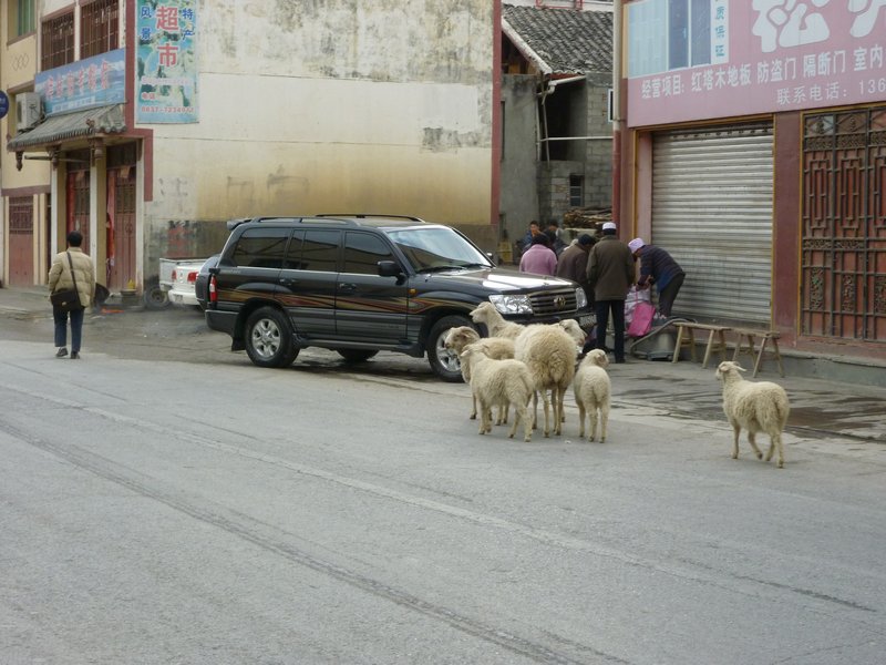 Sheep and 4x4s
