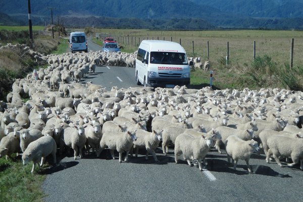 A New Zealand traffic jam!
