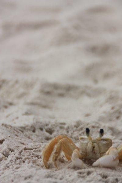 Crab on Lopez Mendez