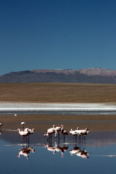 Flamingos on Lake Hedionda