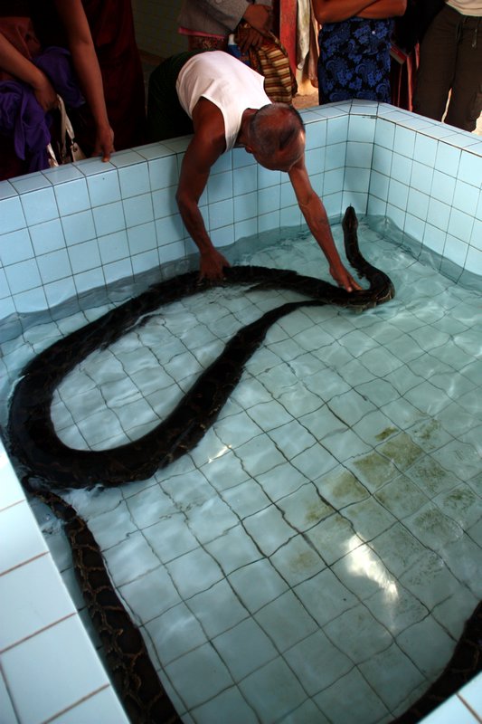 Snake Bath