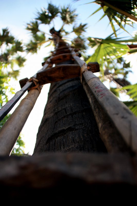 Ladder up a Palm Tree