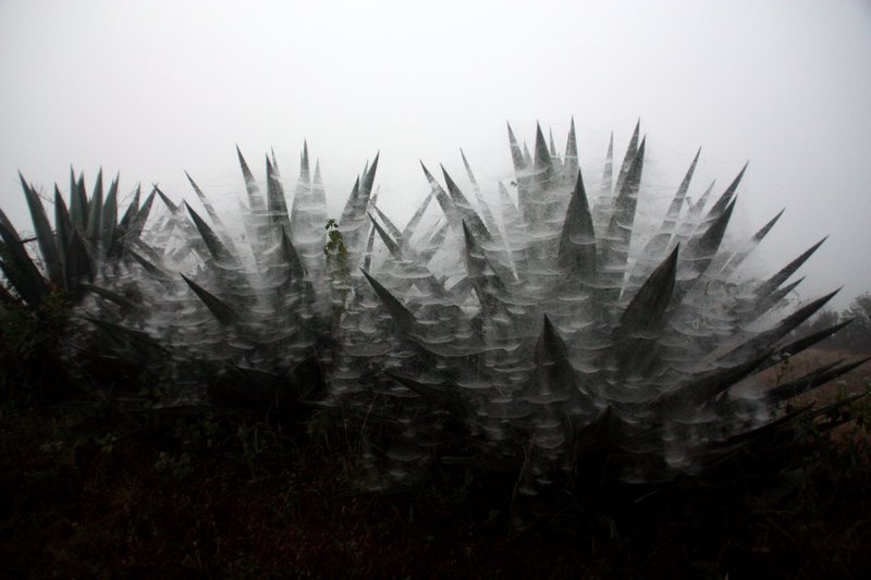 Spider-webbed Aloe Vera Plants