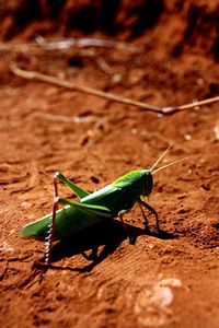 Lethargic Locust