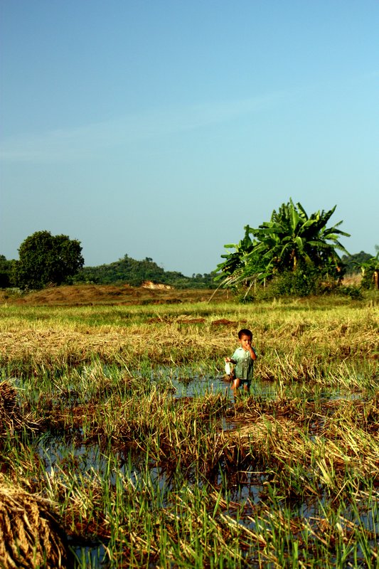 Rice Fields - Mrauk U