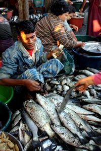 Sittwe Fish Market