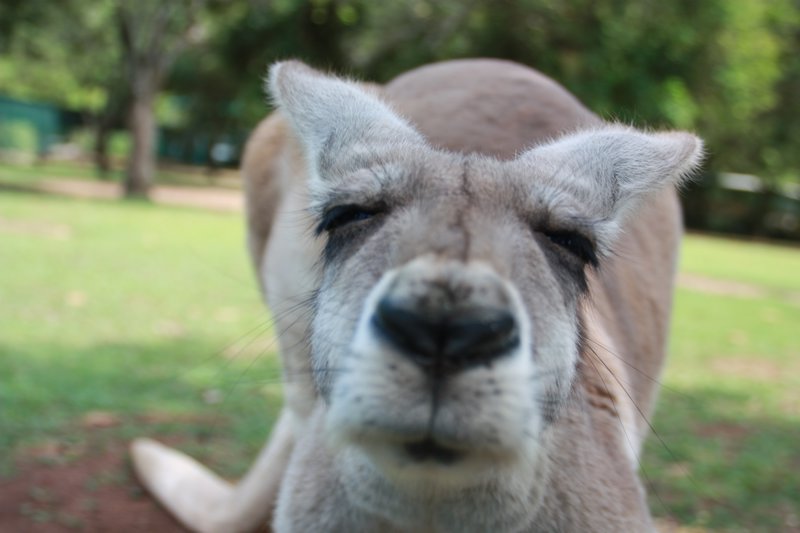 Australia Zoo Kangaroo