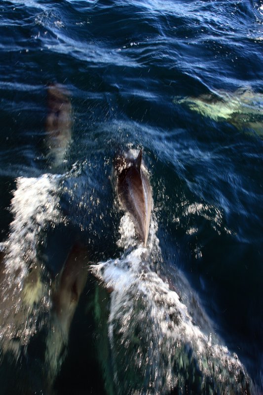 Dolphins at Monterey