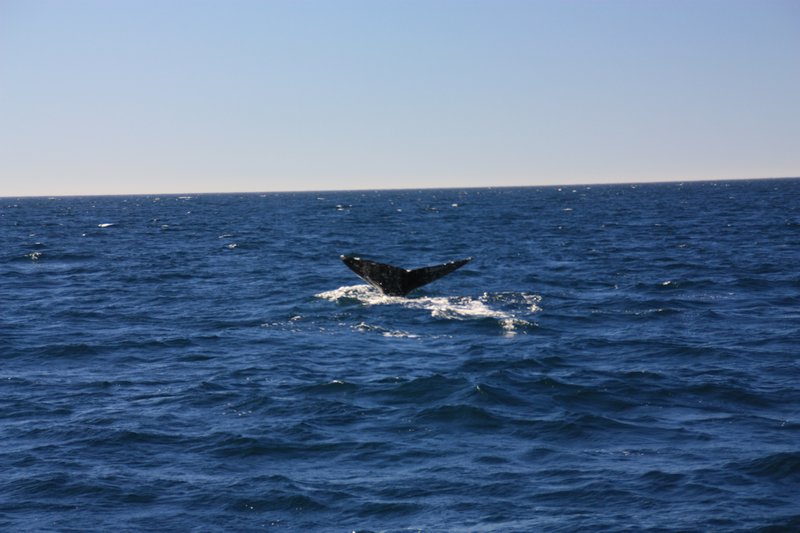 Whale at Monterey