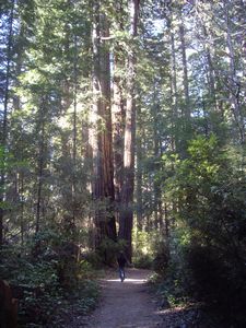 Redwoods National Park