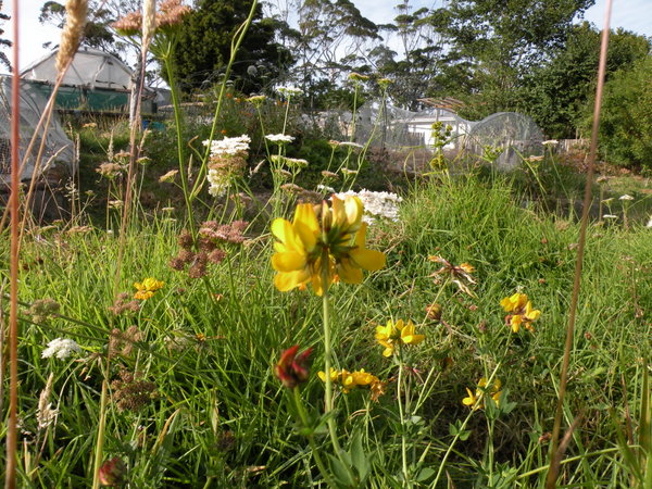 wild flowers and the raised beds