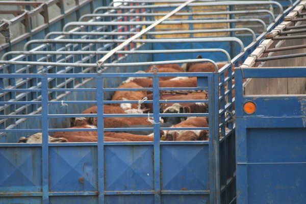 cows are also transported on the ferry