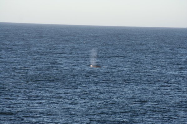 whales out there!!!