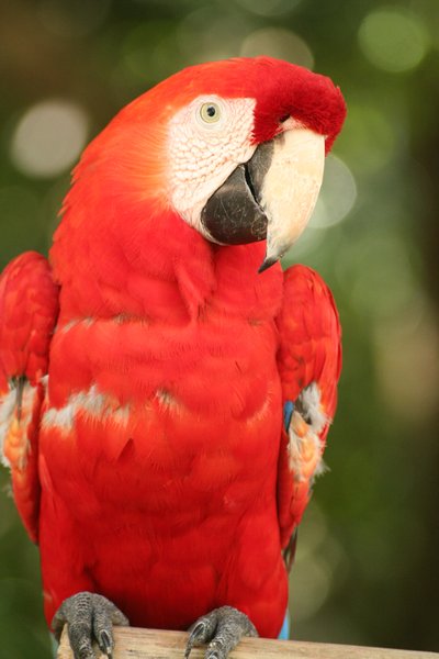 loro rojo | Photo