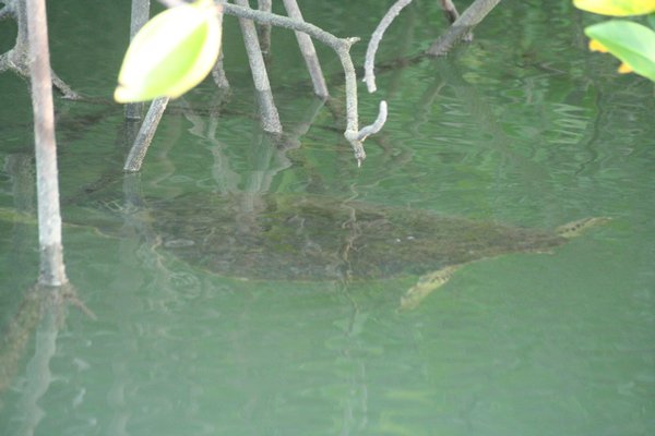 sea turtle feeding on the roots of the mangrove
