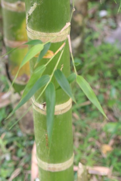 Colombian bamboo