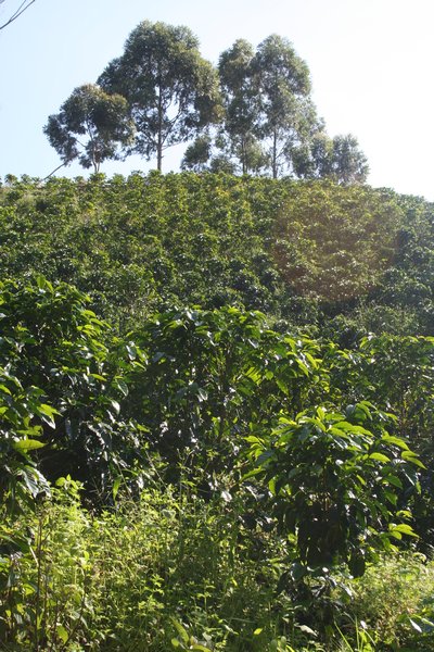 coffee fields forever