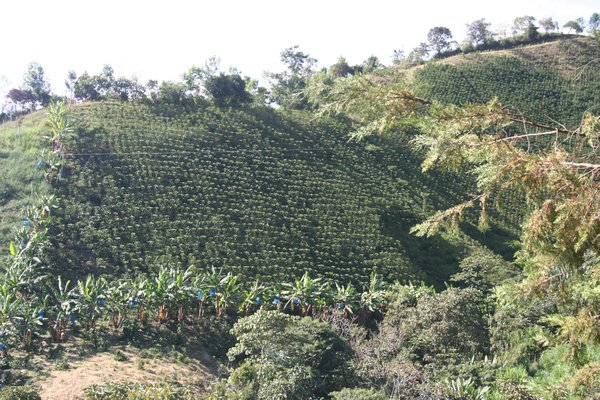 coffee field panorama