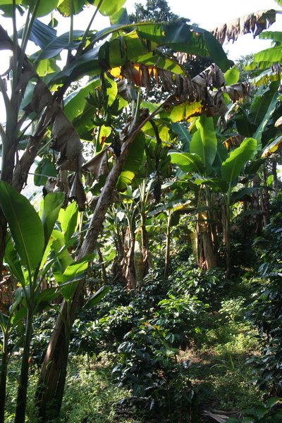 banana trees offering various benefist to the coffee plantations: fertilizer, protection, extra income...
